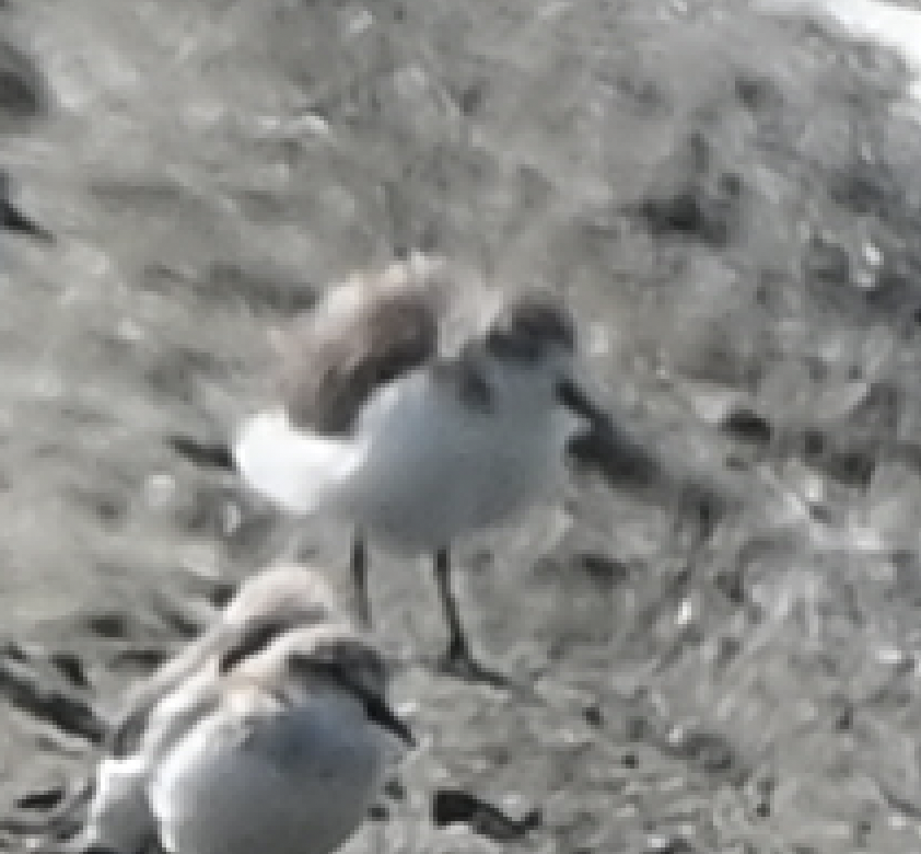 Spoon-billed Sandpiper - ML638230754