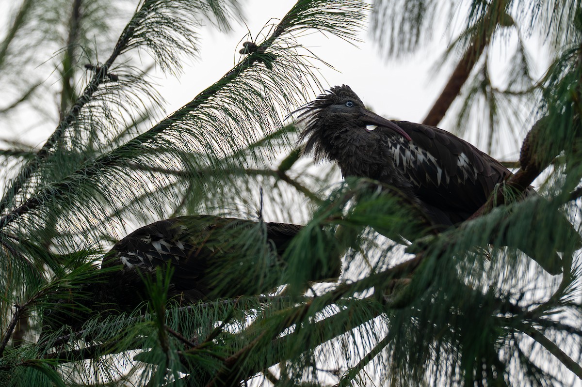 ibis etiopský - ML638230755