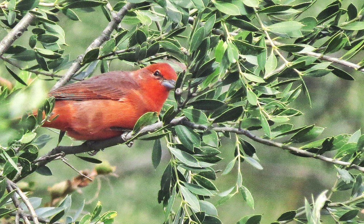 Hepatic Tanager - ML638230761