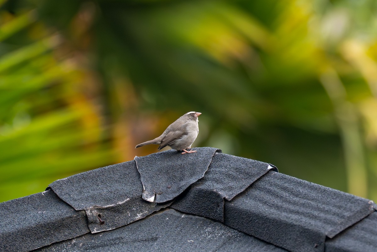 Brown-rumped Seedeater - ML638230773
