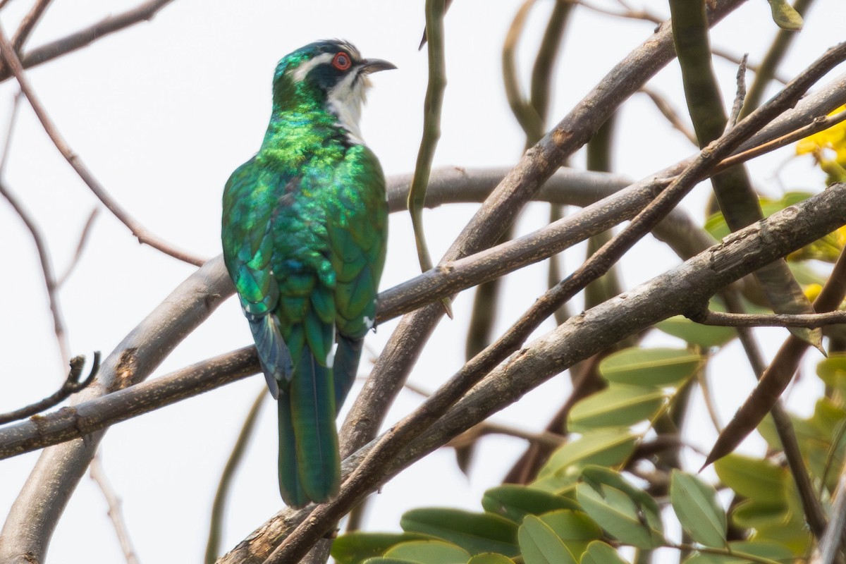 Dideric Cuckoo - ML638230781
