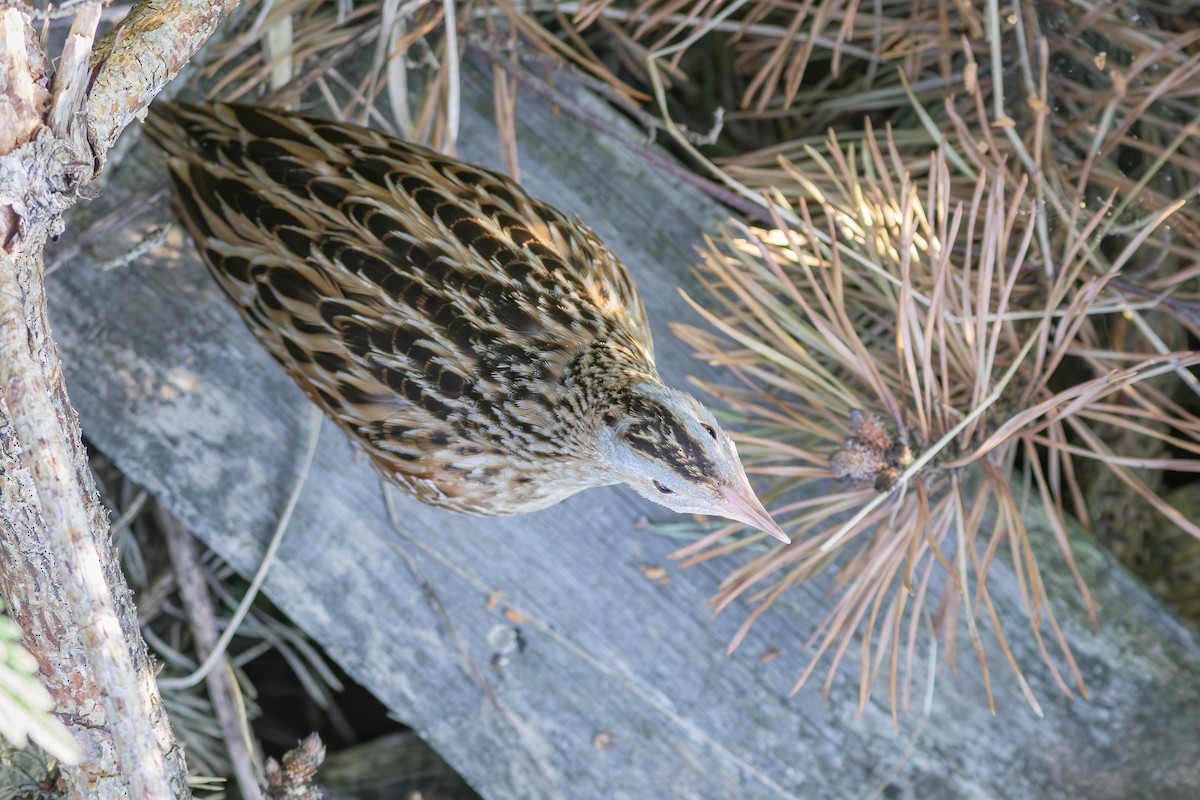 Corn Crake - ML638230783