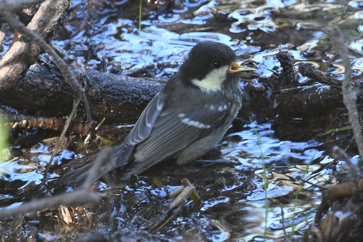 Coal Tit - ML638230795