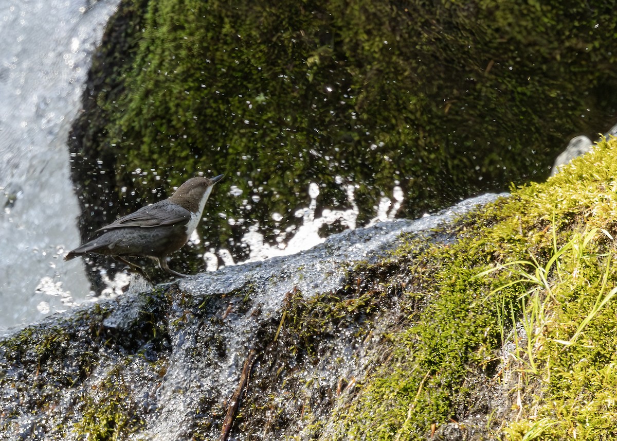 White-throated Dipper - ML638230803