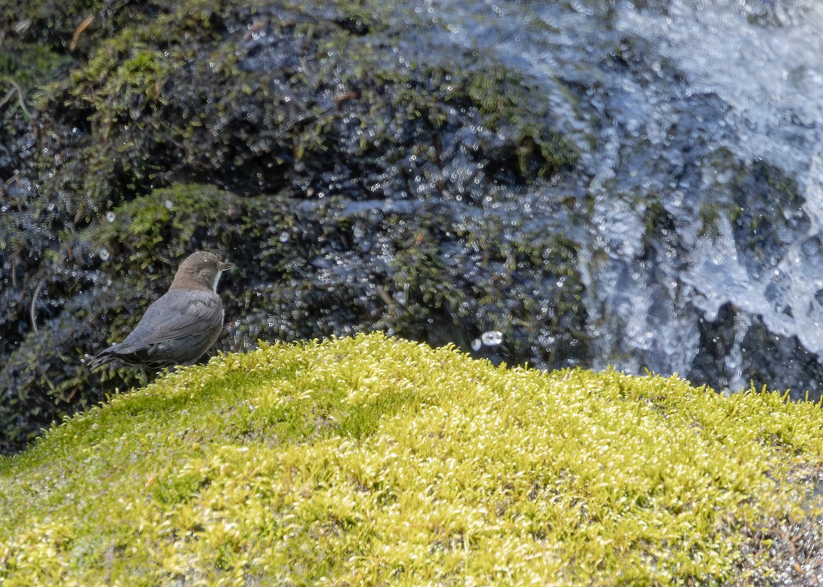 White-throated Dipper - ML638230805