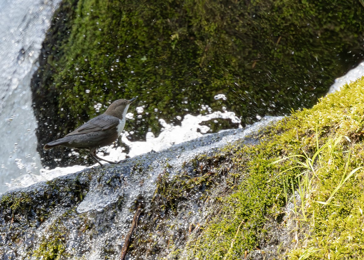 White-throated Dipper - ML638230807