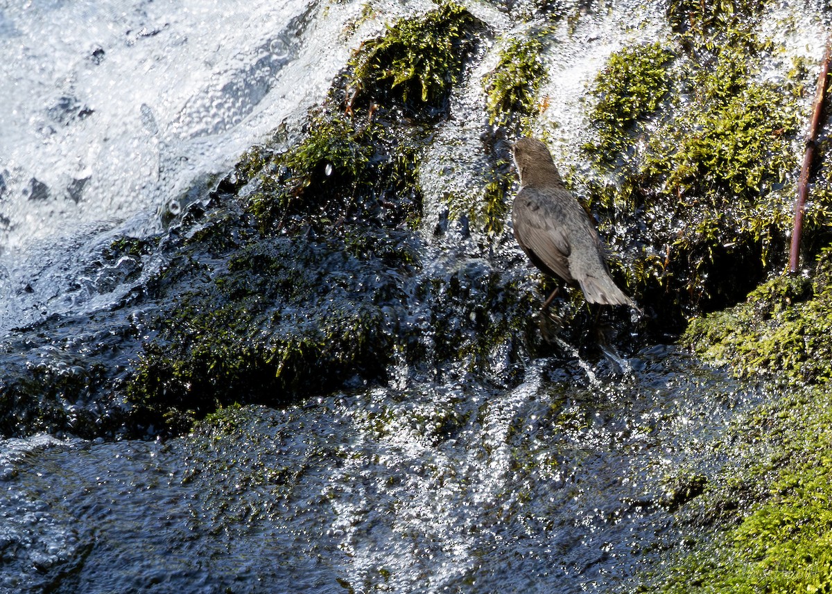 White-throated Dipper - ML638230809