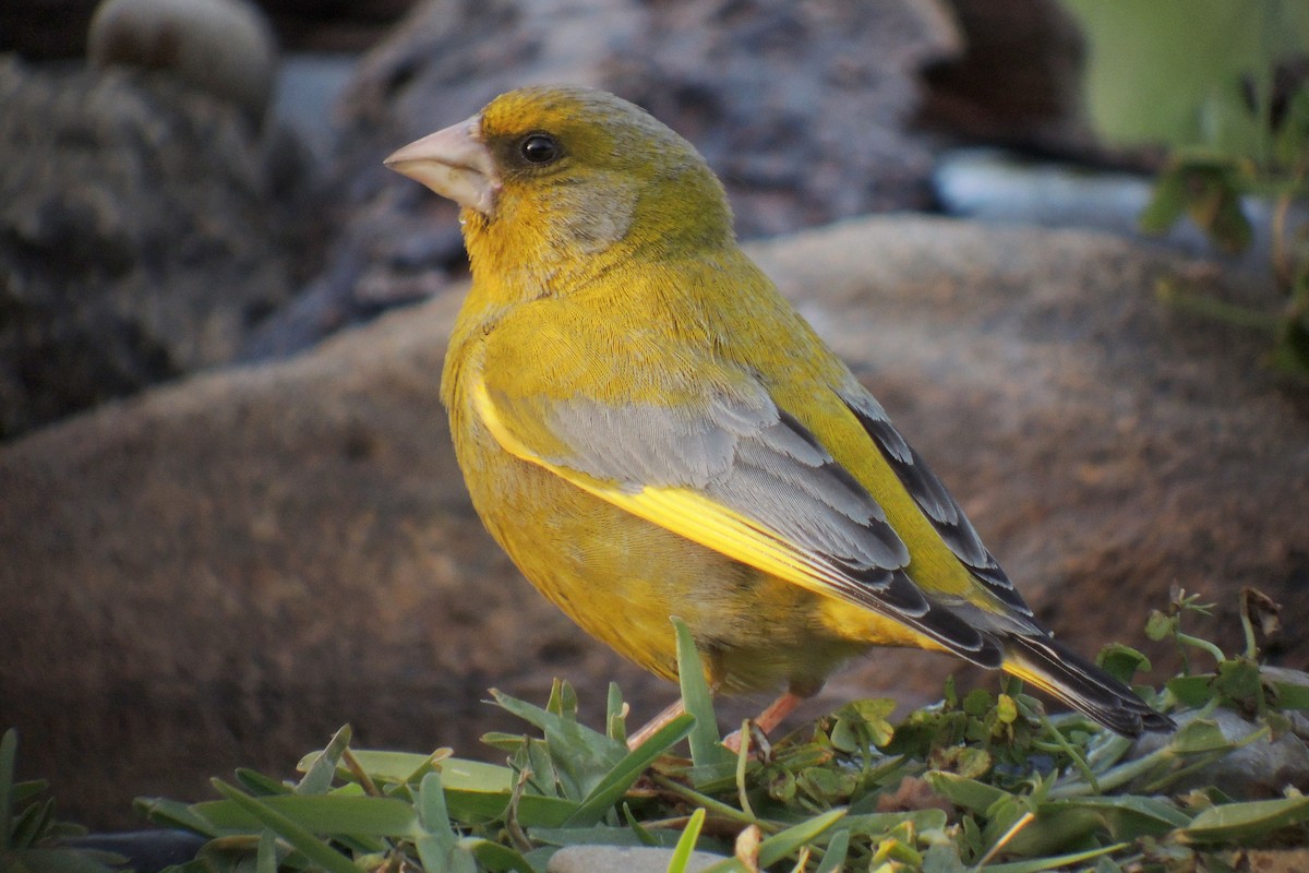 European Greenfinch - ML638230814