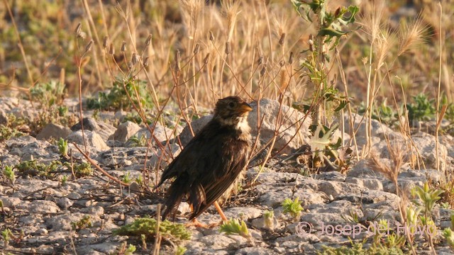 Corn Bunting - ML638230815