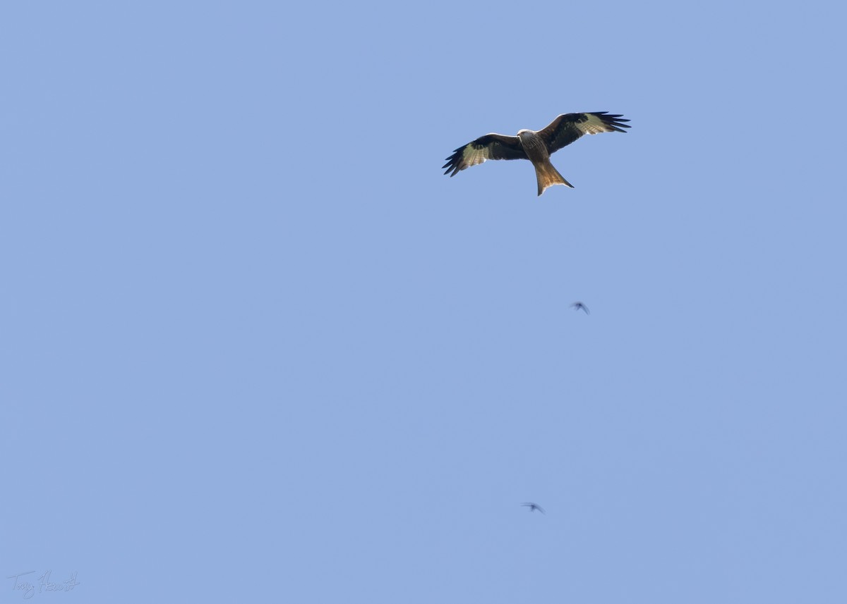 Red Kite - ML638230840