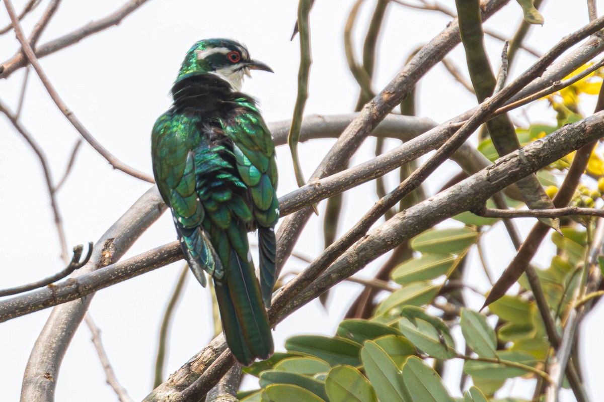 Dideric Cuckoo - ML638230873