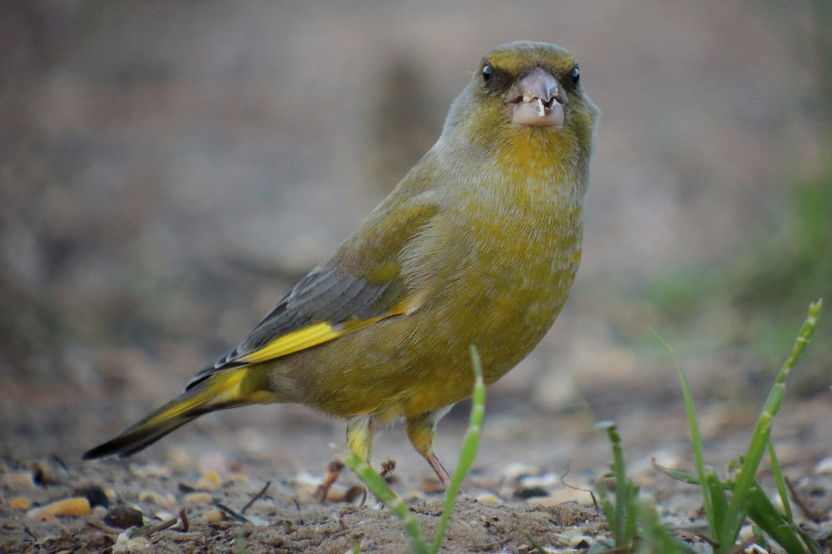 European Greenfinch - ML638230917