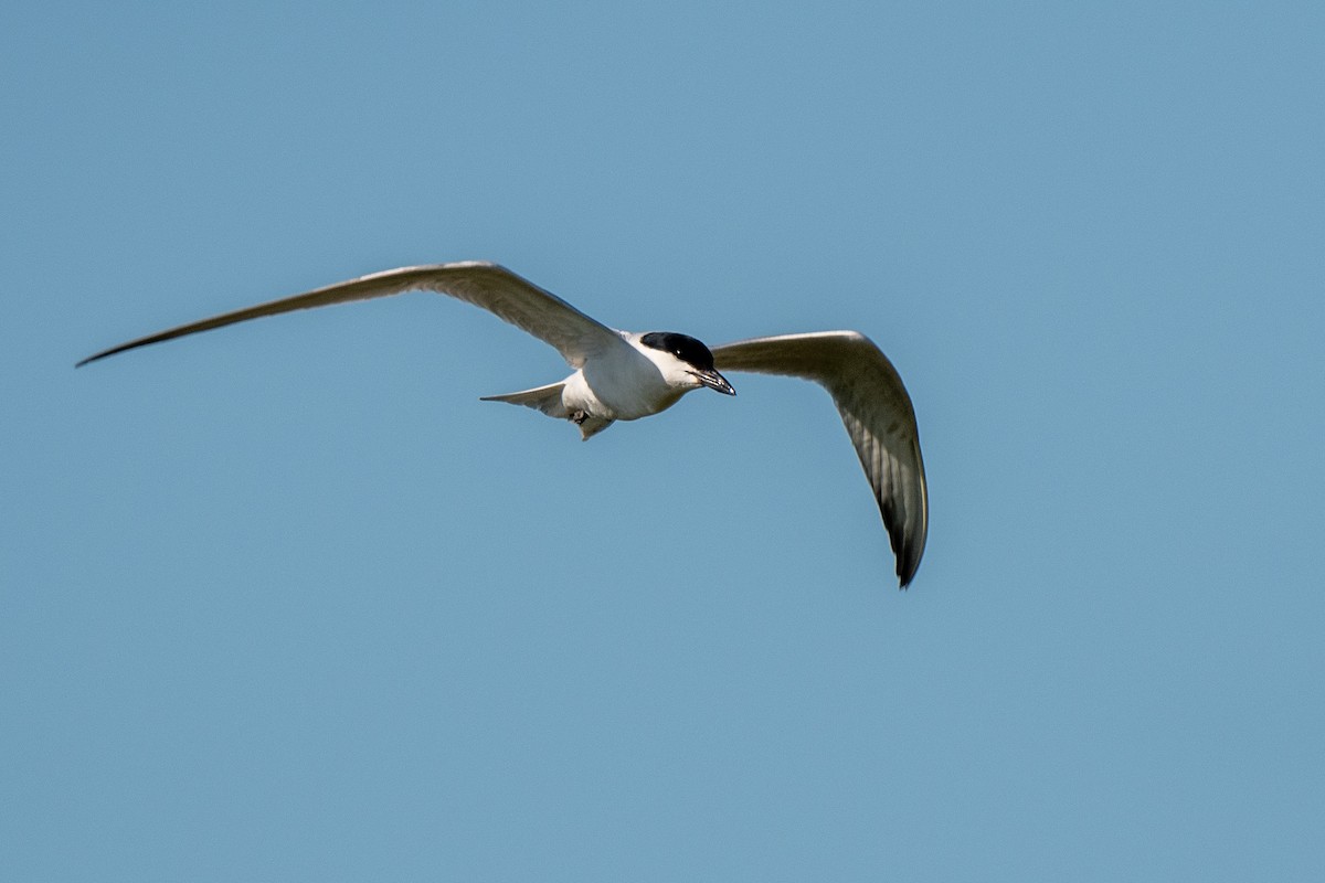 Gull-billed Tern - ML638230938
