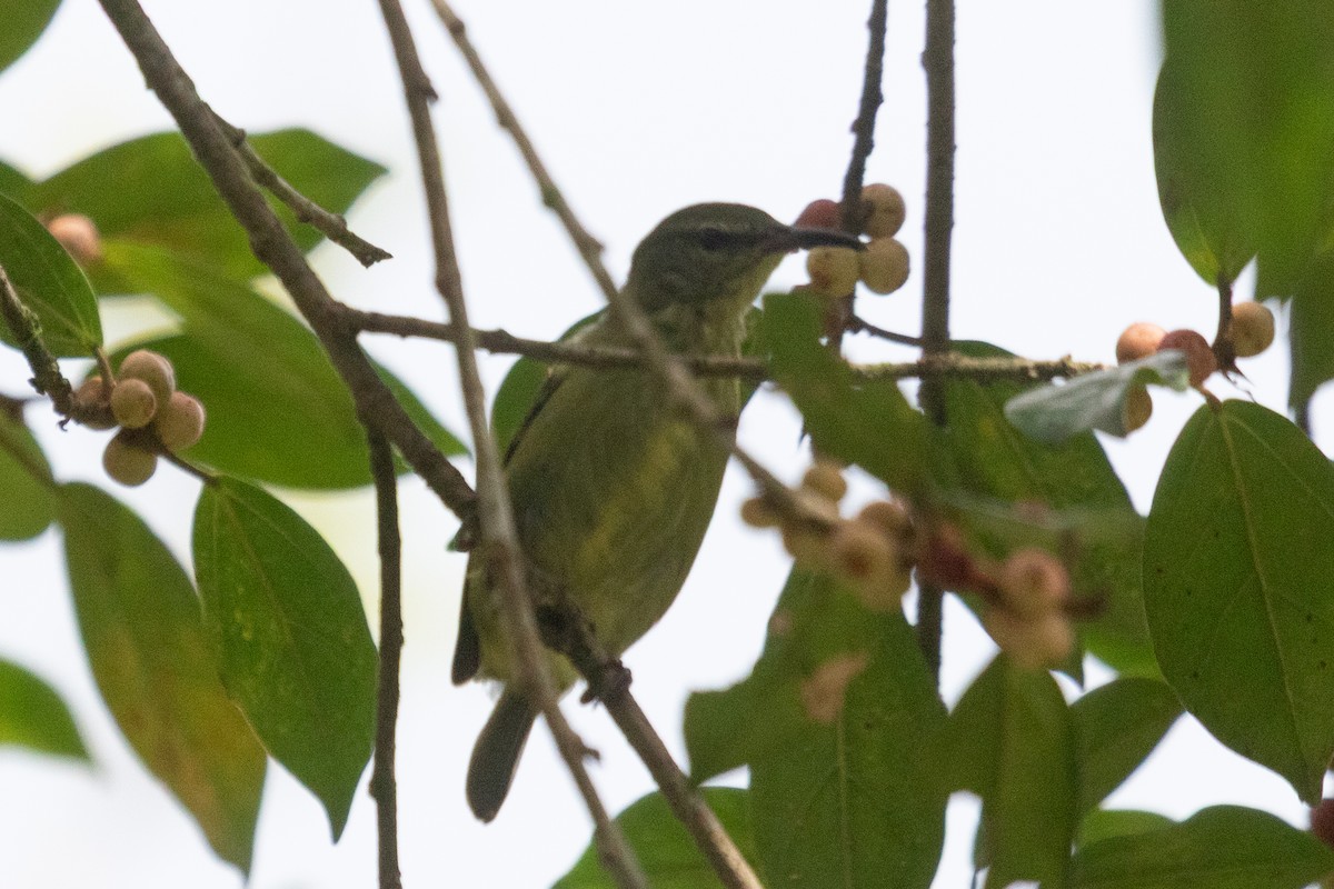 Red-legged Honeycreeper - ML638230945