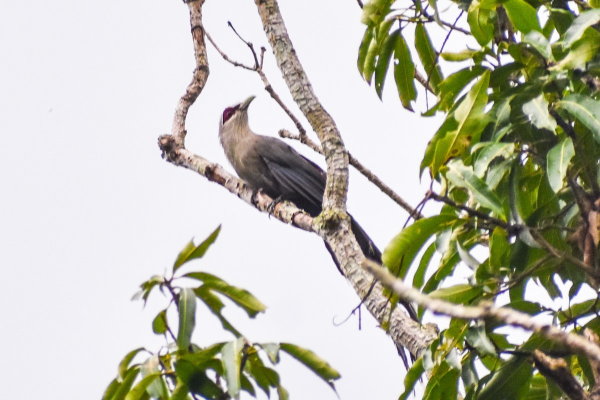 Green-billed Malkoha - ML638231013