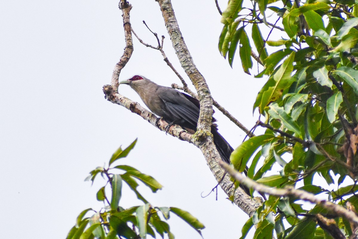 Green-billed Malkoha - ML638231014