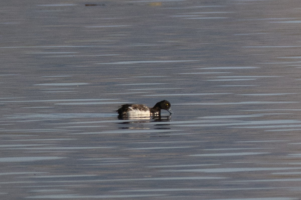 Greater Scaup - ML638231031