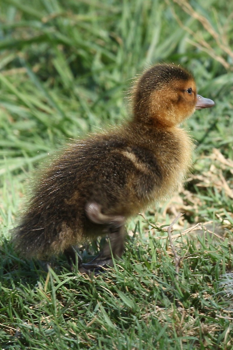 Laysan Duck - ML638231071