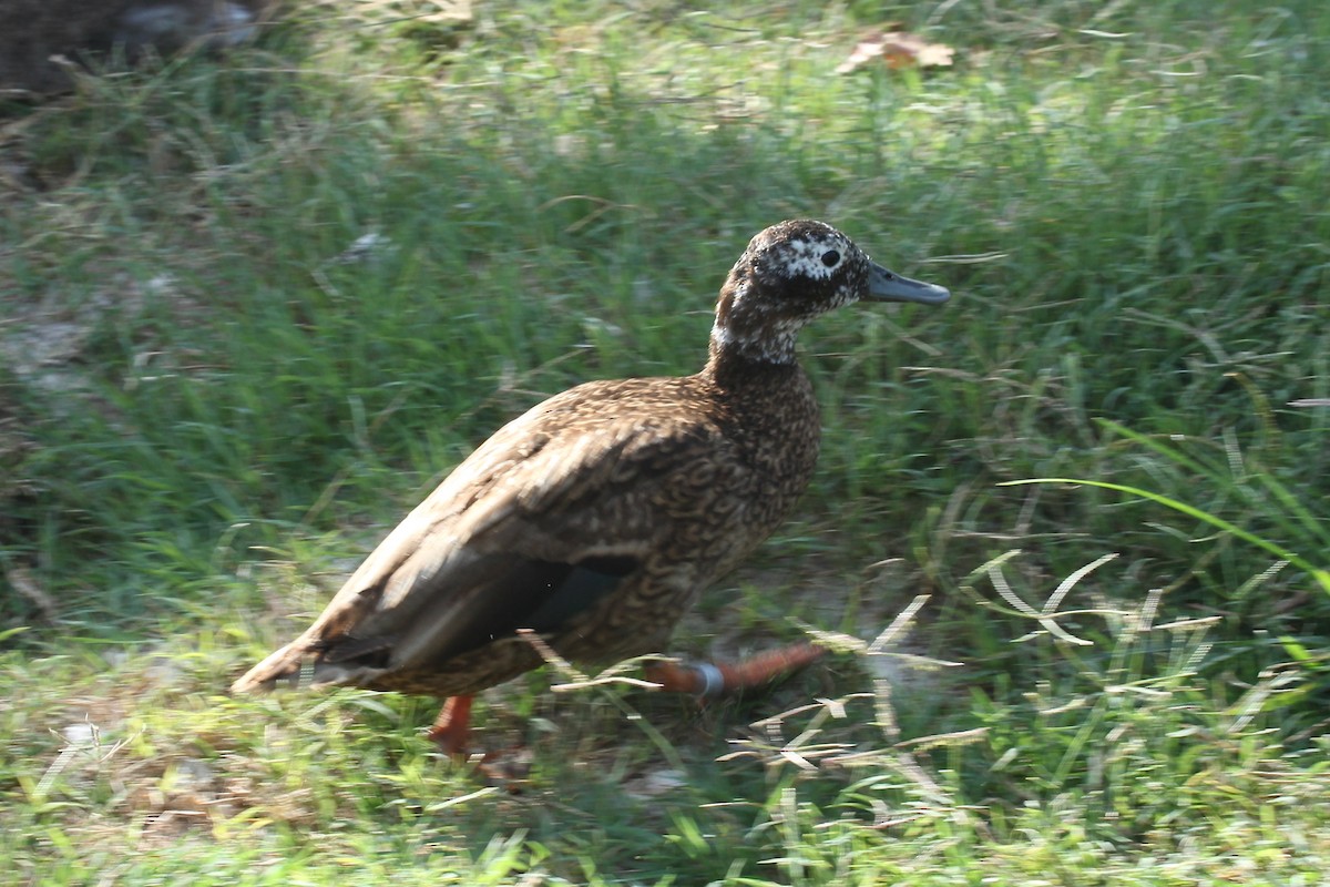 Laysan Duck - ML638231072