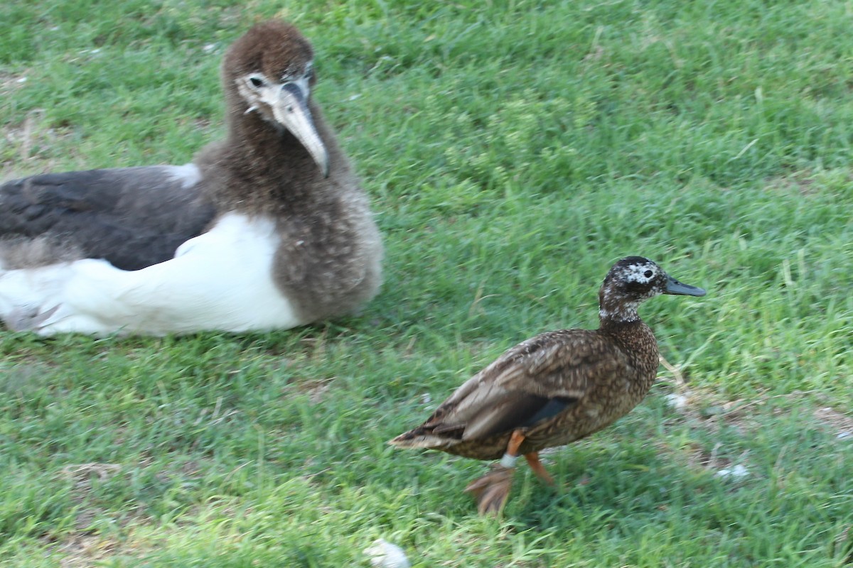 Laysan Duck - ML638231073