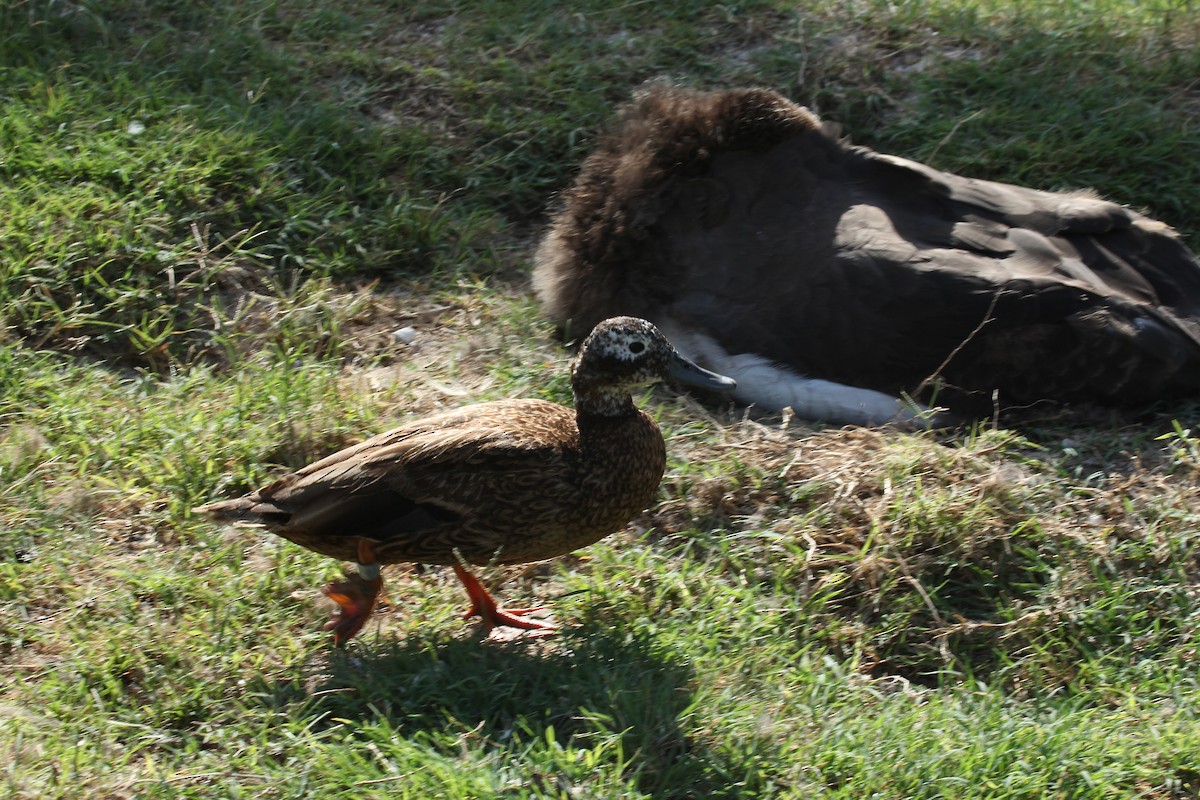 Laysan Duck - ML638231075