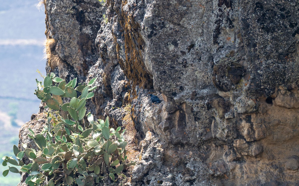 krkavec krátkoocasý - ML638231082