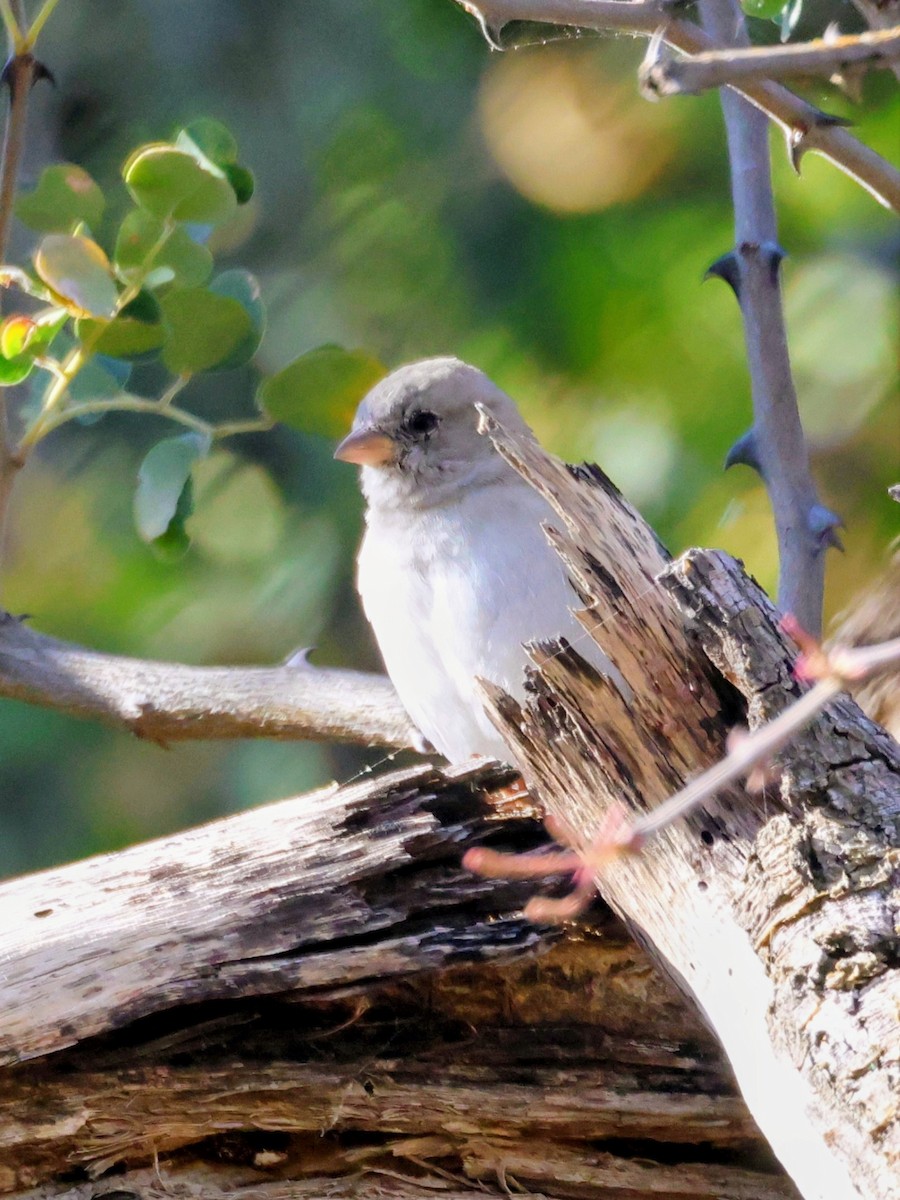 Southern Gray-headed Sparrow - ML638231083