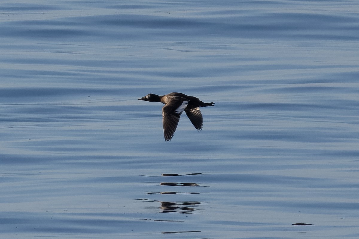 White-winged Scoter - ML638231094