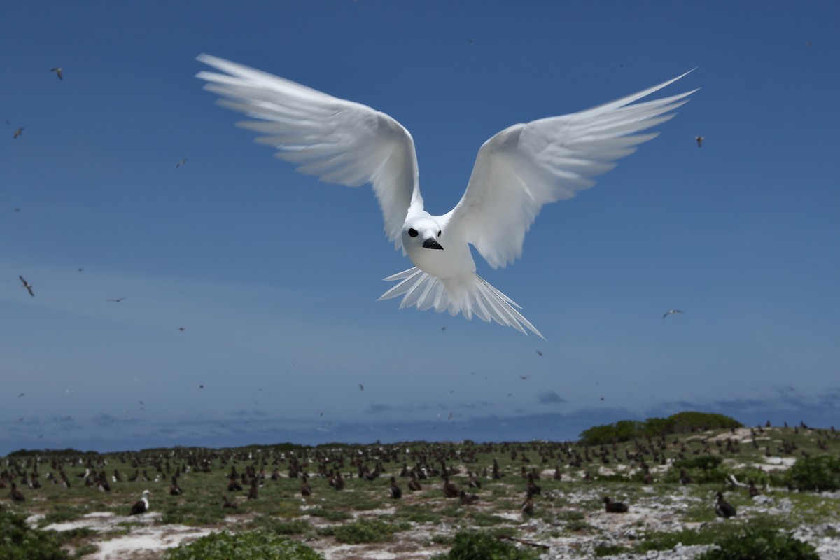 White Tern - ML638231104
