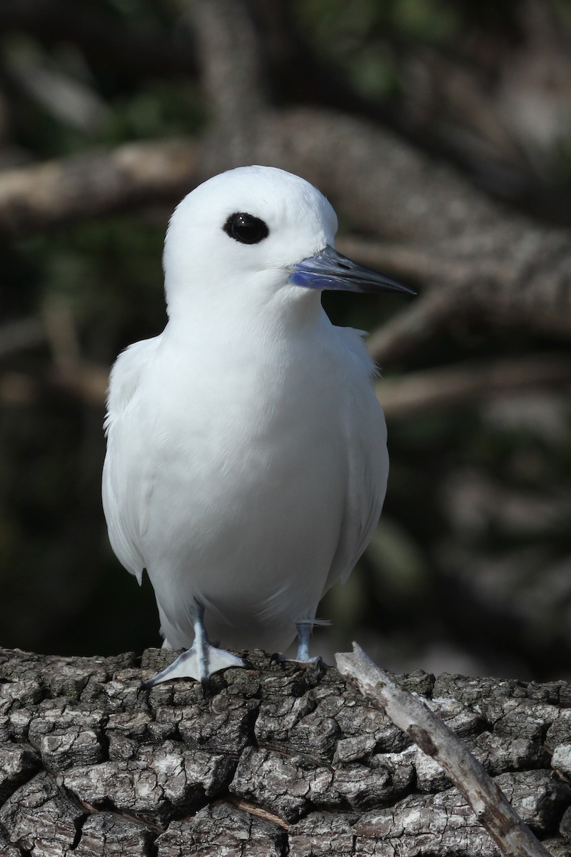 White Tern - ML638231105