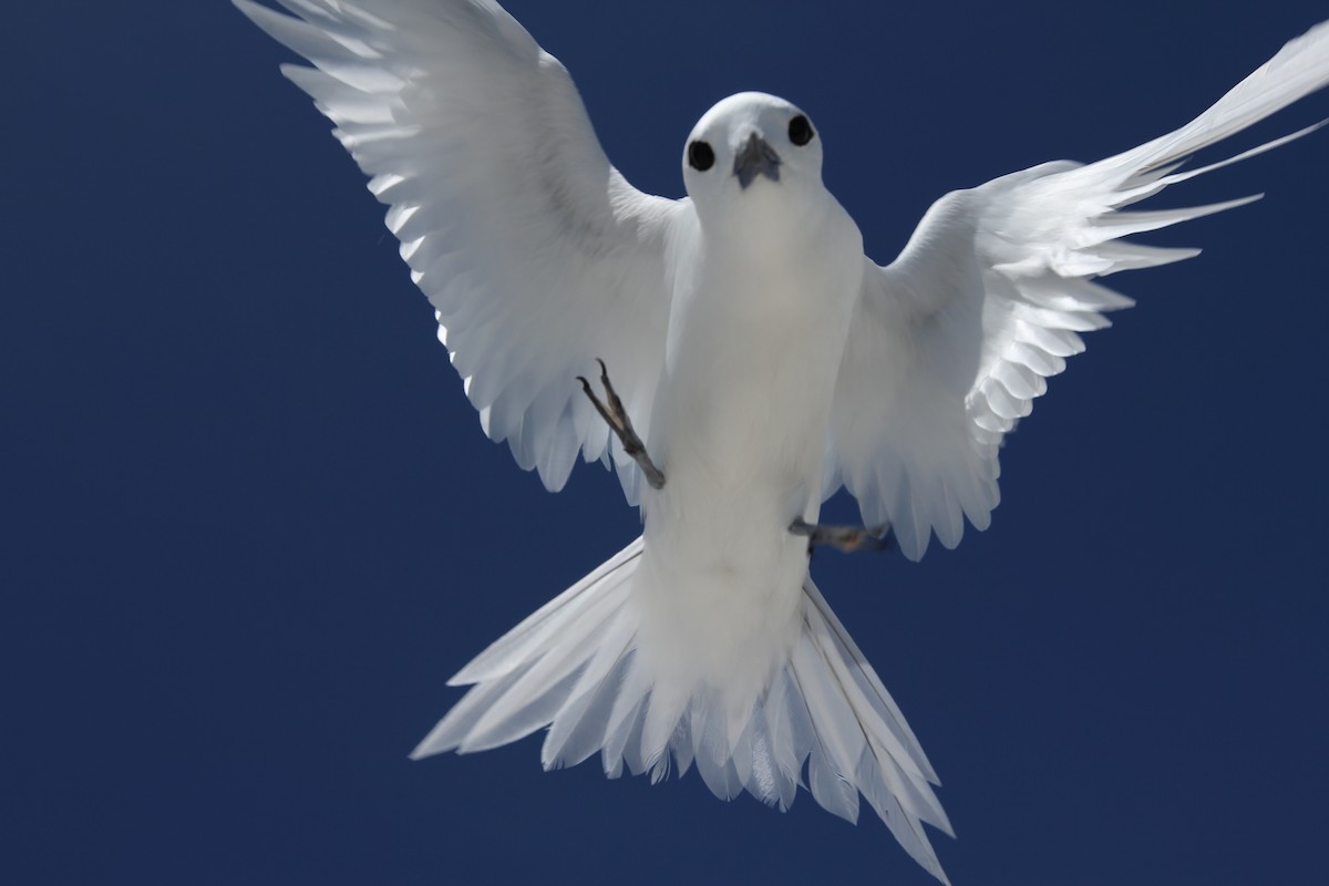 White Tern - ML638231106