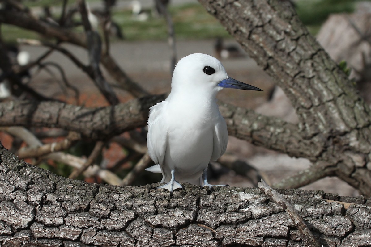 White Tern - ML638231107