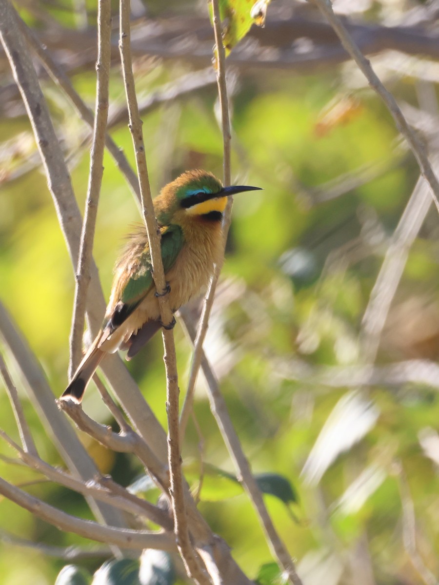 Little Bee-eater - ML638231135