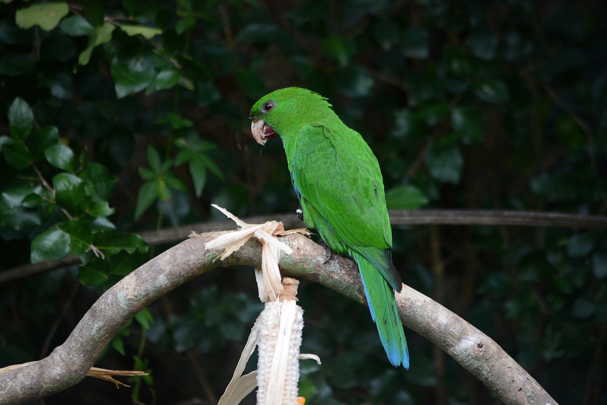 Blue-bellied Parrot - ML638231160
