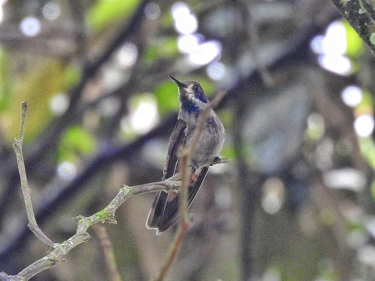 Brown Violetear - ML638231181