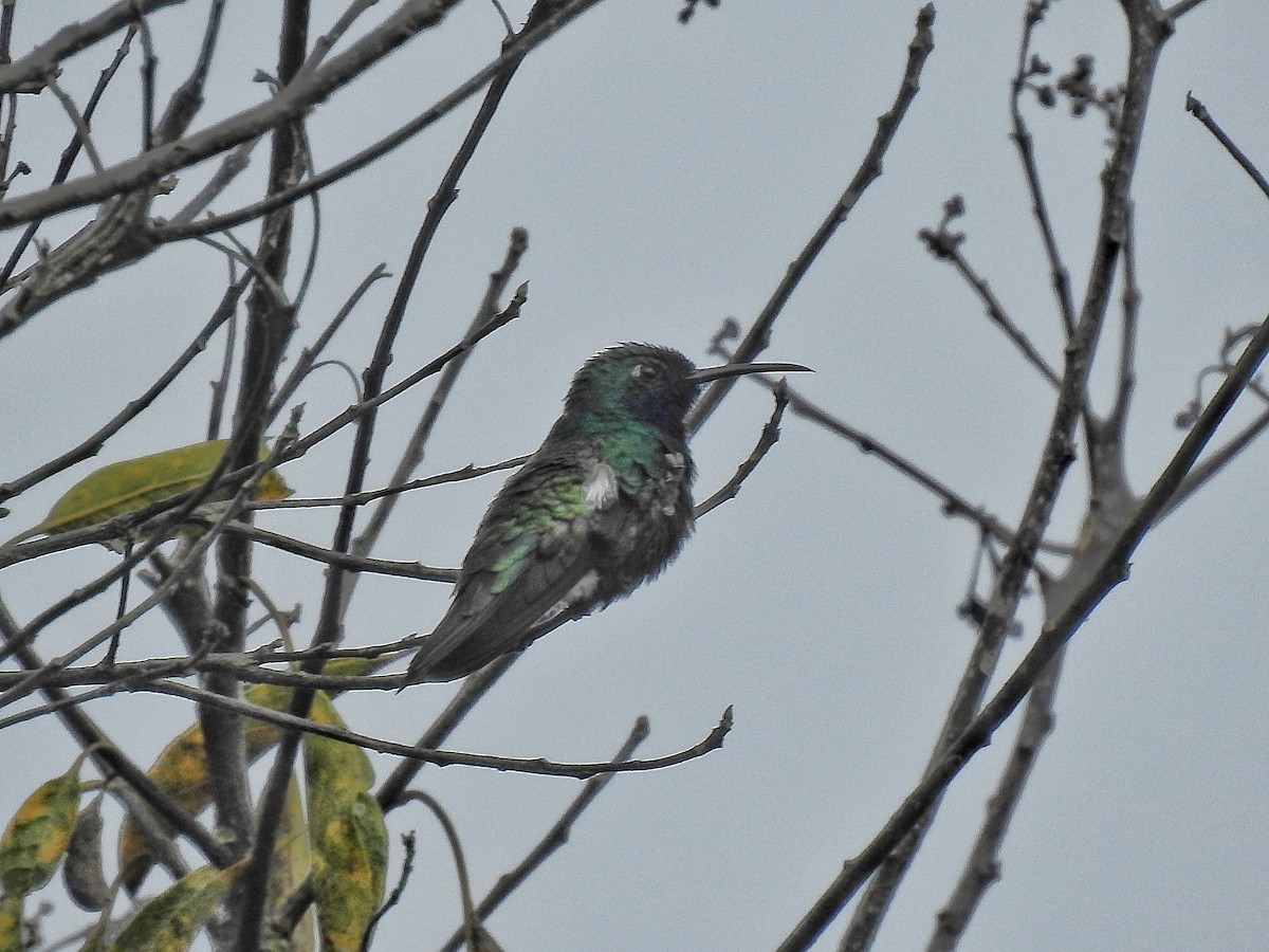 Black-throated Mango - ML638231190