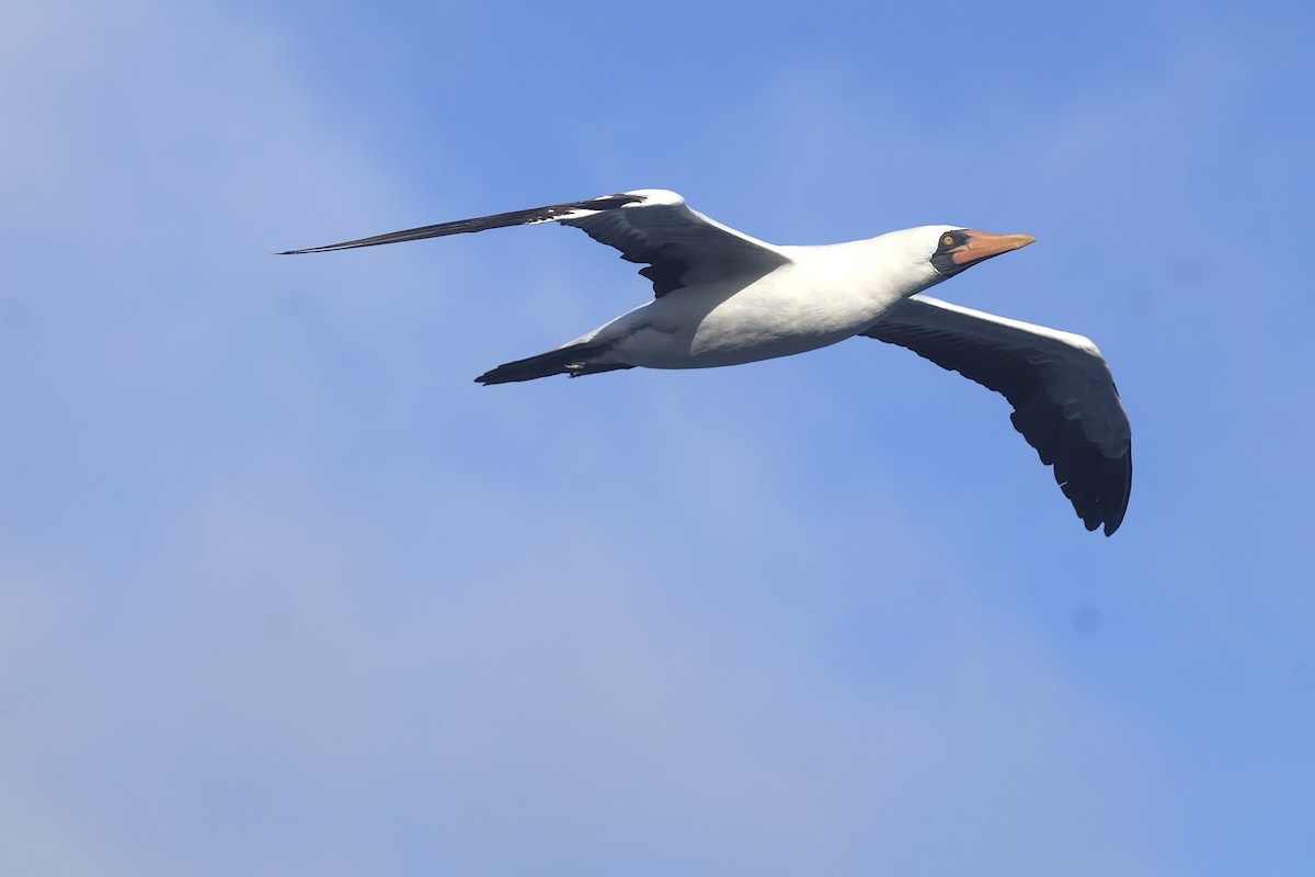 Nazca Booby - ML638231215