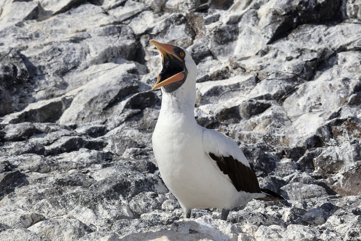 Nazca Booby - ML638231217