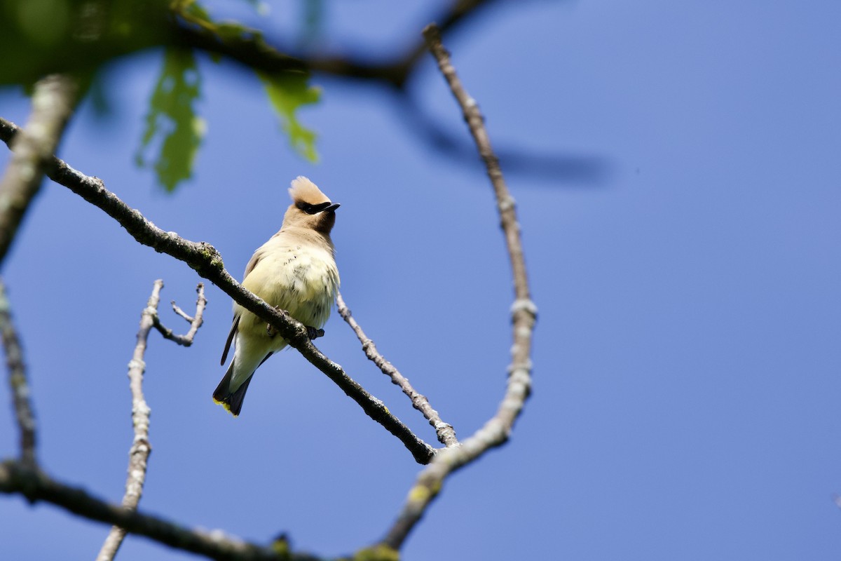Cedar Waxwing - ML638231250