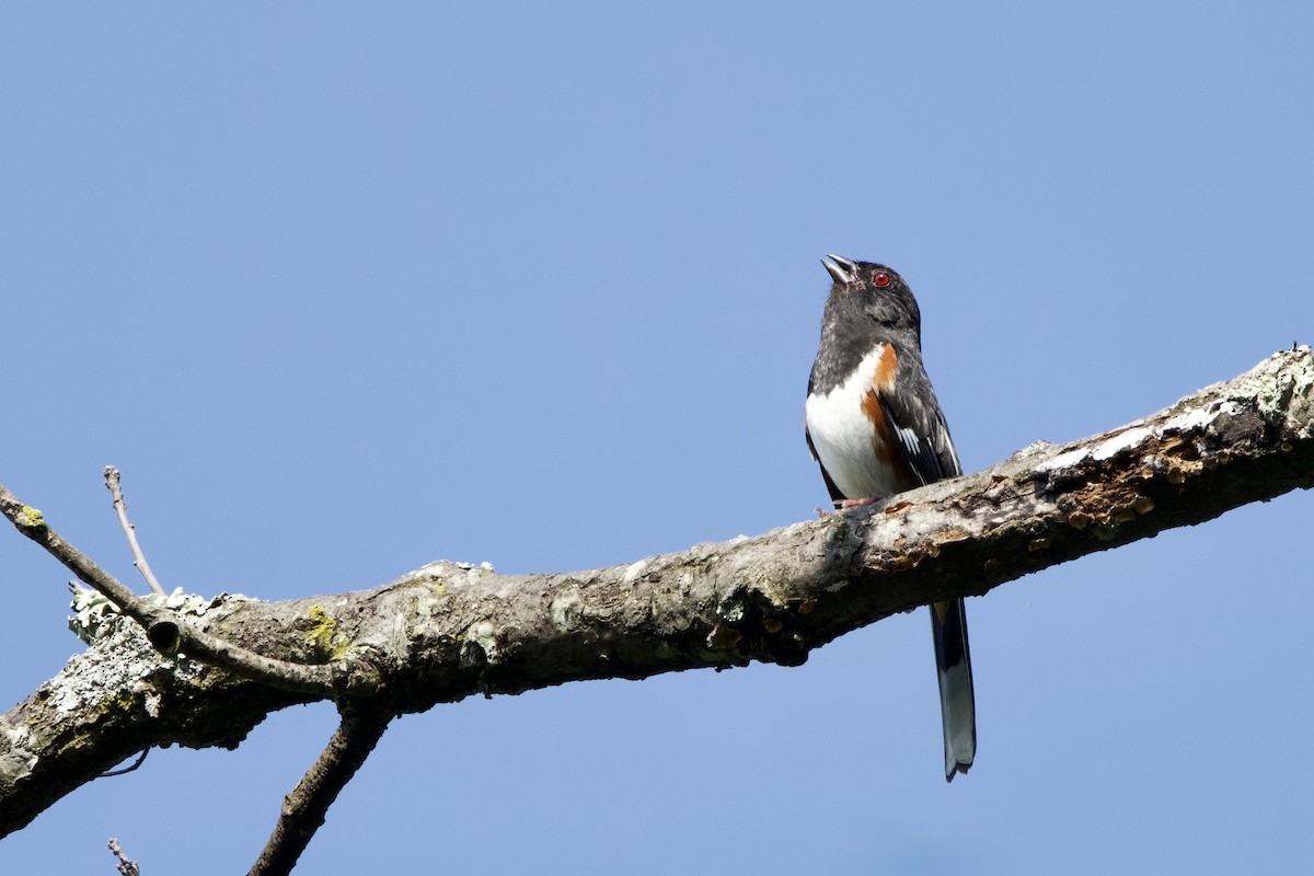 Eastern Towhee - ML638231257