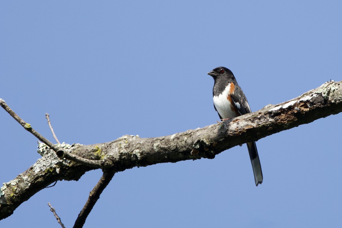 Eastern Towhee - ML638231259