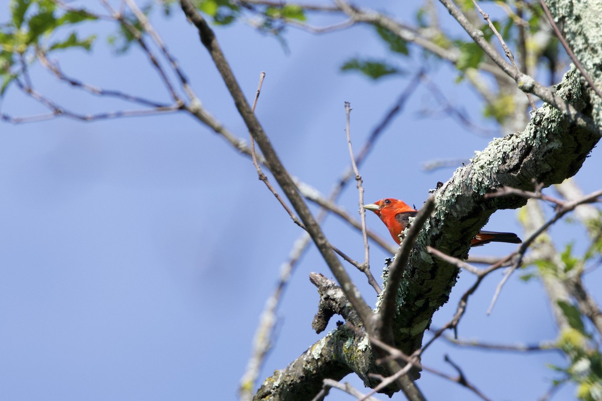 Scarlet Tanager - ML638231280