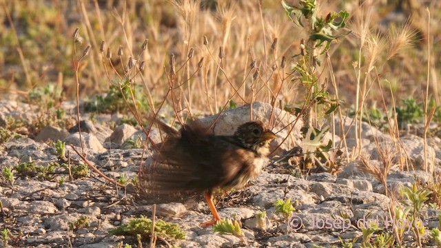 Corn Bunting - ML638231289