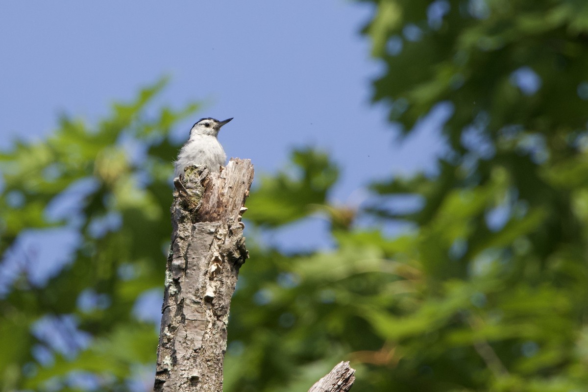 White-breasted Nuthatch (Eastern) - ML638231290
