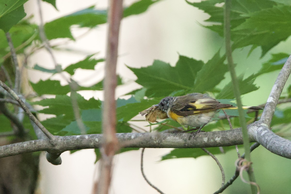 American Redstart - ML638231300
