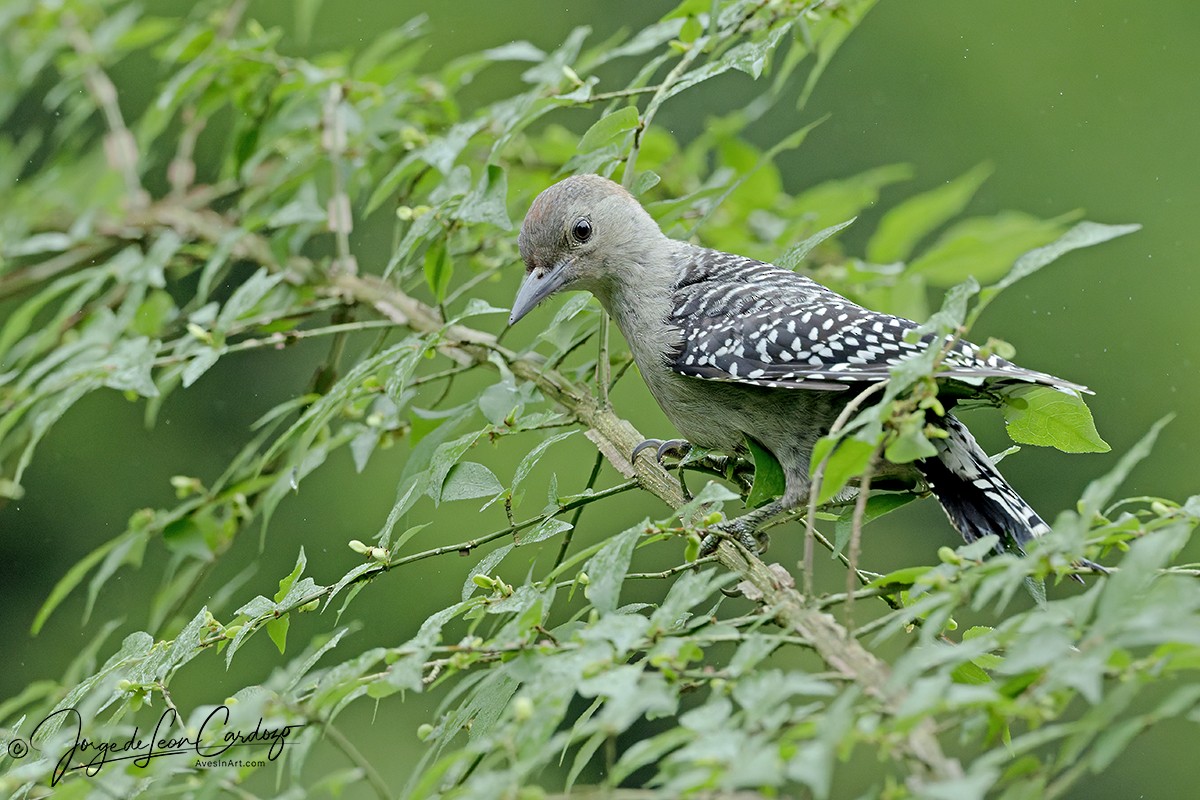 Red-bellied Woodpecker - ML638231344