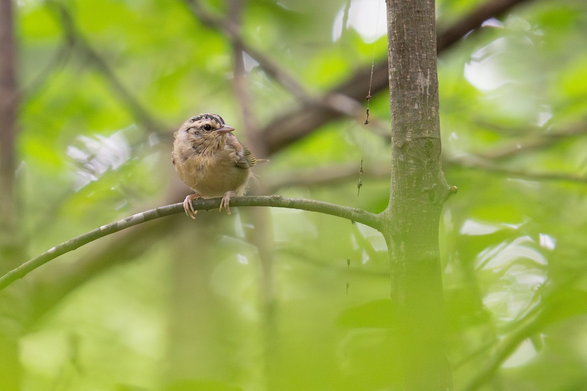 Worm-eating Warbler - ML638231373
