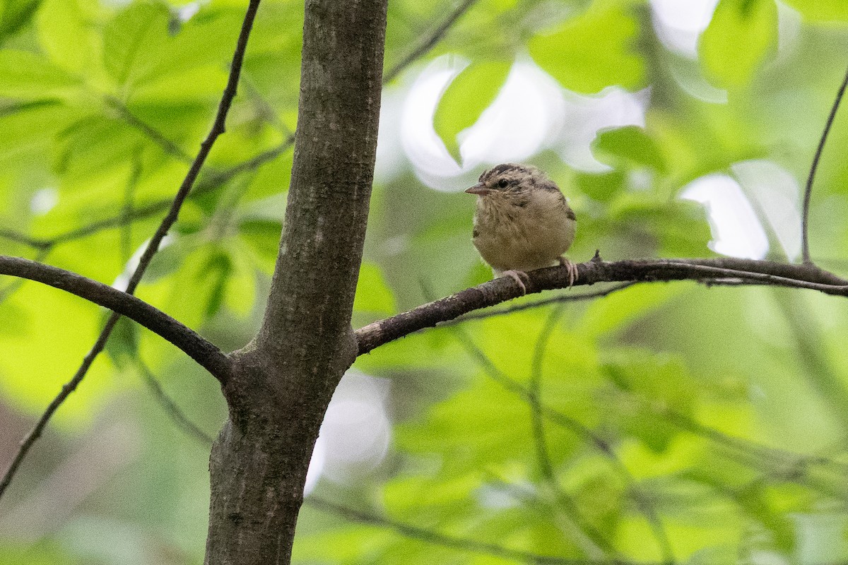 Worm-eating Warbler - ML638231374