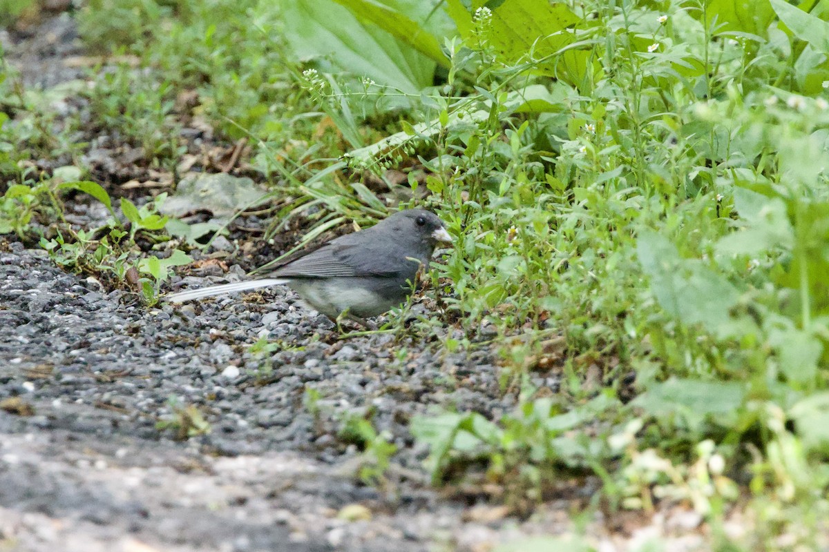 Dark-eyed Junco - ML638231393