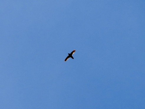 Chimney Swift - ML638231408